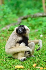 monkey