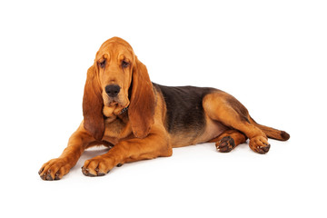 Adorable Large Bloodhound Puppy - obrazy, fototapety, plakaty