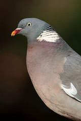 Woodpigeon Columba palumbus