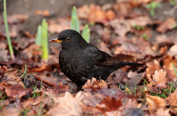 Blackbird Turdus merula male