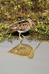 Snipe Gallinago gallinago