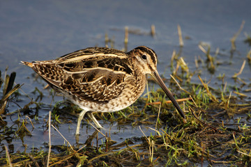 Snipe Gallinago gallinago