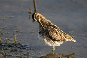 Snipe Gallinago gallinago