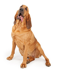Bloodhound Dog Tongue Hanging Out - obrazy, fototapety, plakaty