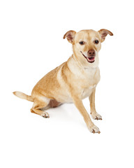 Cute Chihuahua Cross Dog Sitting