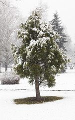 Pine  on white snow