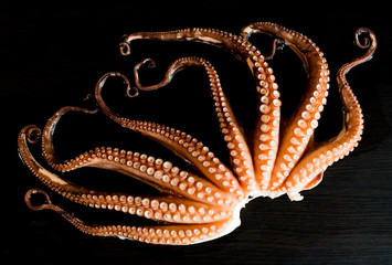 Tentacles of boiled octopus on dark table