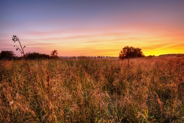 Fototapeta premium Sunset in summer field