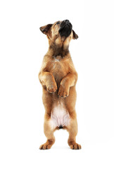 Cute puppy isolated on white