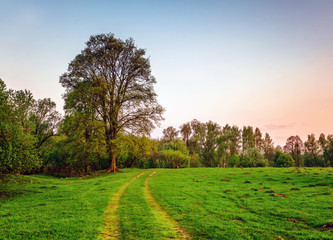 Fototapeta premium Road in sunset field