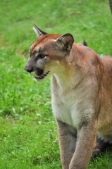 Fototapeta premium Cougar on green backgrond