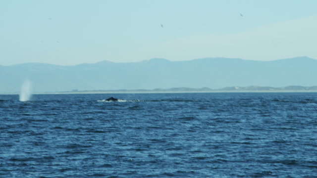 Humpback whale swimming blowhole, mammal Pacific Ocean, USA