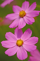 Obraz premium コスモス