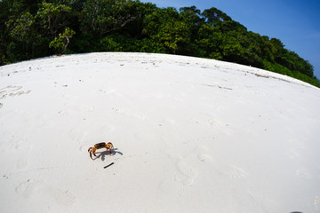 The crab on a sandy beach in Thailand
