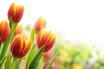 Zelfklevend Fotobehang Tulp Tulpen