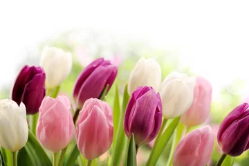  Tulips © powerstock