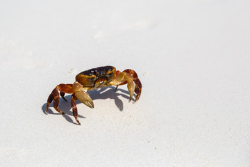 The crab on a sandy beach in Thailand