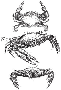 Crab sketches