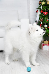 Playful Samoyed dog with ball in room with Christmas tree