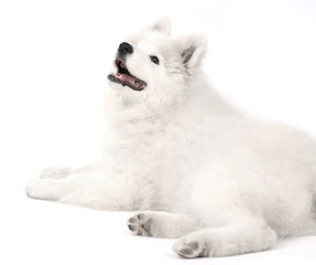 Friendly Samoyed dog lying isolated on white