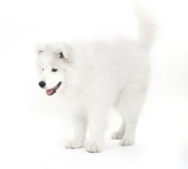 Friendly Samoyed dog isolated on white