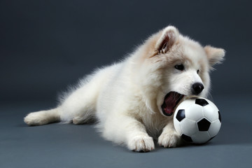 Fototapeta premium Lovable Samoyed dog playing with ball on dark background