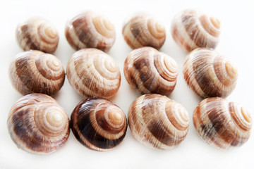 Snails isolated on white
