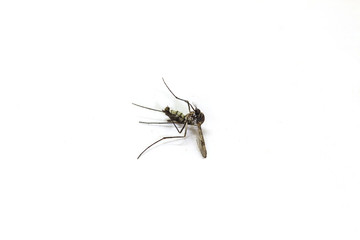 Dead mosquito lie-down