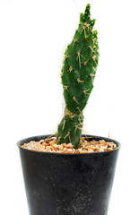 Cactus in flowerpot