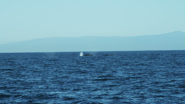 Humpback whales aquatic mammal surface blowhole coastline, Pacific, USA