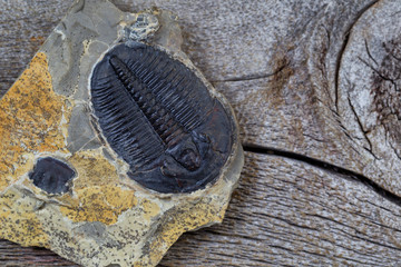 Single perfect fossilized trilobite in close up view