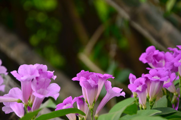 Fototapeta premium violet flower