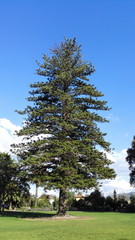 Norfolk Island Pine, City of Camarillo, California