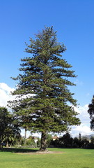 Obraz premium Norfolk Island Pine, City of Camarillo, California