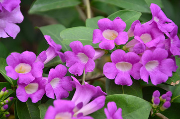 Obraz premium violet flower