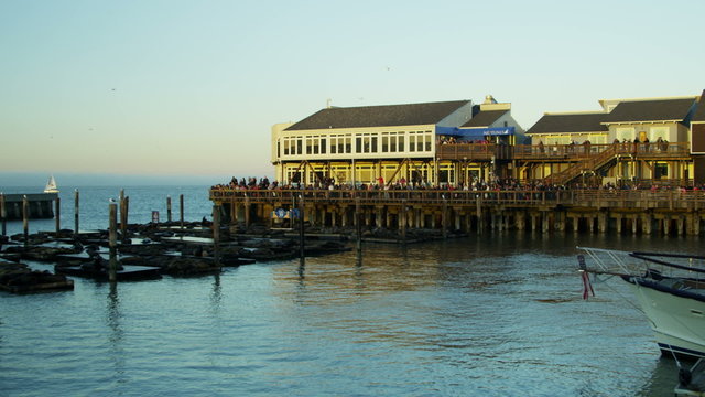 California Sea lions Pier 39 San Francisco Bay, Pacific Ocean, USA