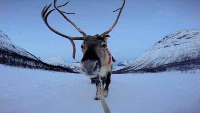 POV Norwegian Landscape Reindeer working pulling tourists sunset snow 