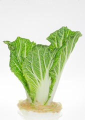 Chinese cabbage grown in glass