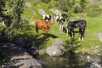 Fototapeta premium Cows in the Alps