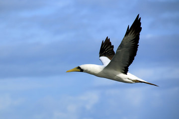 sea gull on the background of blue sky