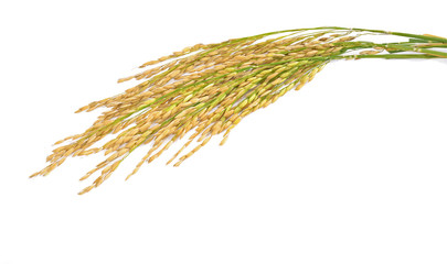 Spike with white background