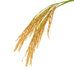 Spike with white background