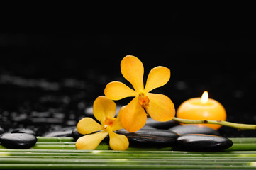 Fototapeta na wymiar beautiful orchid and black stones and bamboo grove