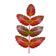 Oregon grape leaf