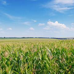 green corn field and blue sky