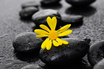 gerbera with wet stones on wet background