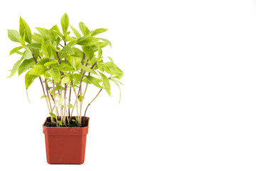 Potted Basil plant with isolated background, flushed left