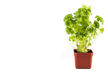 Potted Parsley plant with isolated background, flushed right