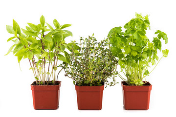 Three common herbal leafs - Basil, Thyme and Parsley in pots