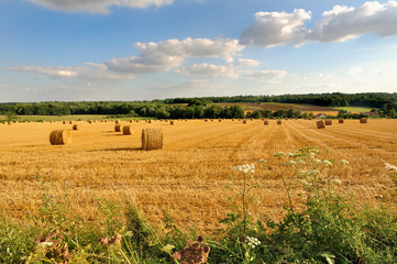 paysage rural